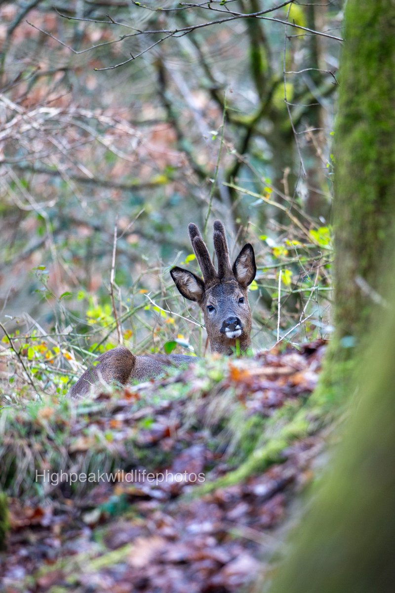 Oli_booth's tweet photo. Roe Buck in velvet.. #roe #roedeer #britishmammal #nature #NaturePhotography #photooftheday #deer https://t.co/Gxi8BsU1QZ