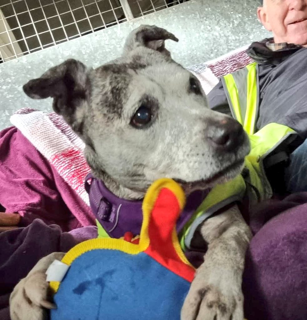 Senior Staffy Club Dog Rescue tweet media
