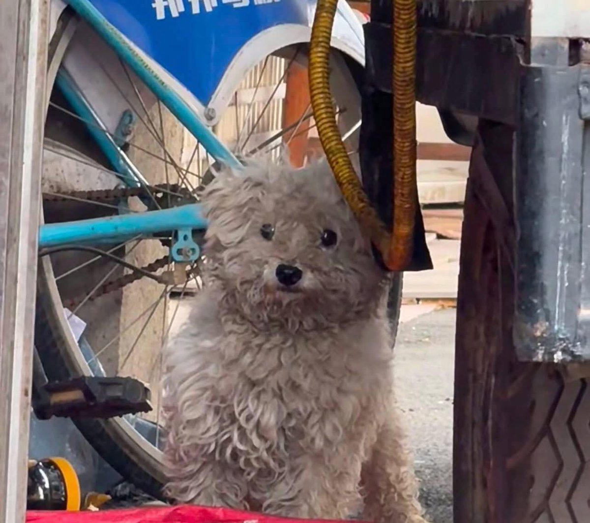 Los perritos blancos en LATAM son grises el 80% de su vida 🐶