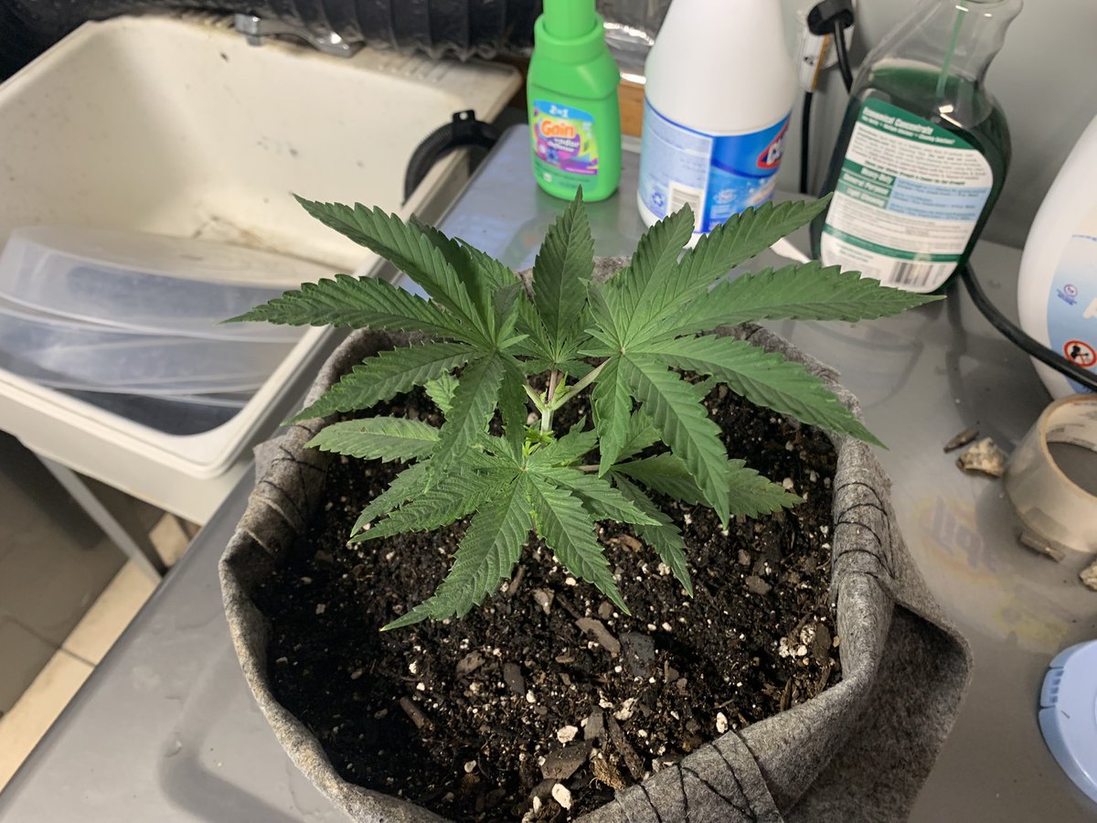 GrowsOhio's tweet photo. Afternoon Growmies! Tent update!
.
#vivosun #marshydro #viparspectra #organic #autoflower #photoperiod #foxfarm #gaiagreen #loyaltothesoil #cannafam https://t.co/ePnhT4Lxi5