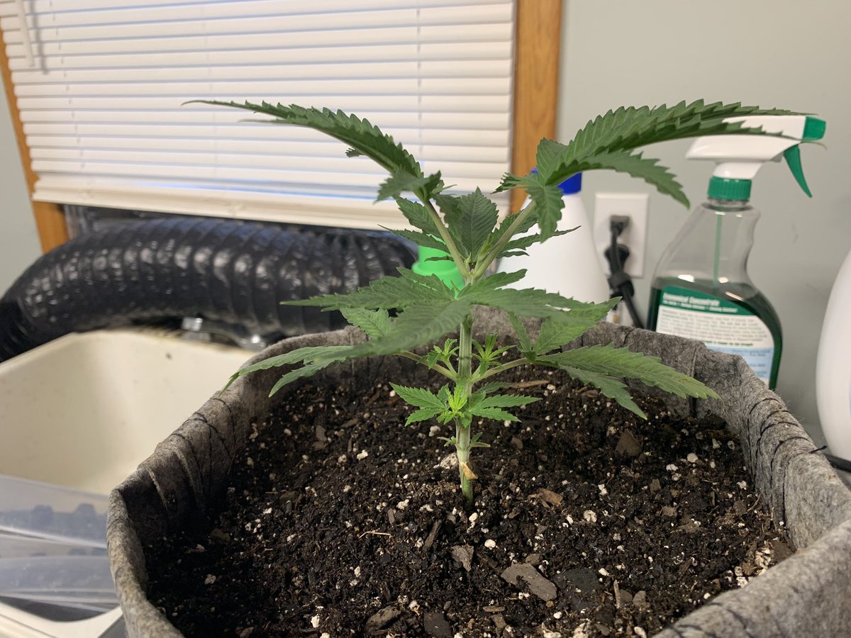 GrowsOhio's tweet photo. Afternoon Growmies! Tent update!
.
#vivosun #marshydro #viparspectra #organic #autoflower #photoperiod #foxfarm #gaiagreen #loyaltothesoil #cannafam https://t.co/ePnhT4Lxi5