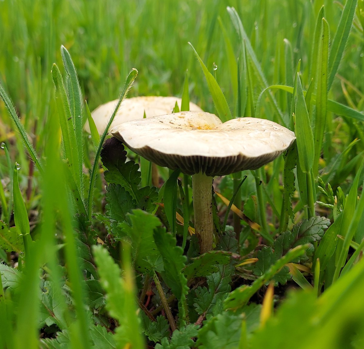 mark_sarden's tweet photo. Mark's Photography 
Mushrooms 
#NaturePhotography #mushrooms #grass #outdoors #Pixoto https://t.co/7LV7UAKKXy