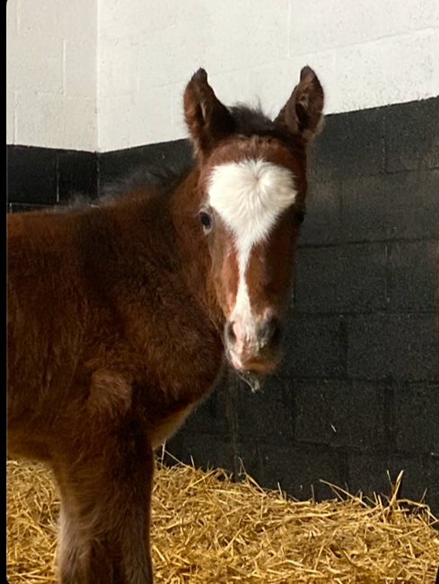 Brookside Stud tweet media