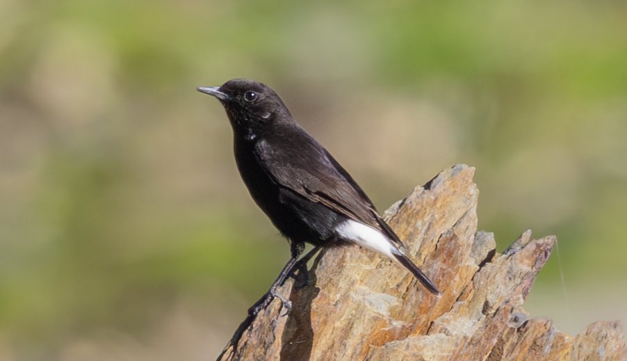 Black Wheatear
 Monfragüe National Park, Extremadura, Spain