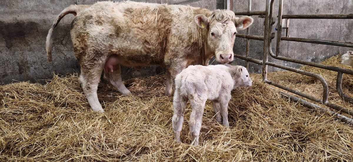 Hamel CH6298 heifer 28 months with her Messmer CH8112 bull calf born at 285 days. <a href="/irishcharolais/">Charolais</a> <a href="/progressivegen/">Progressive Genetics</a>