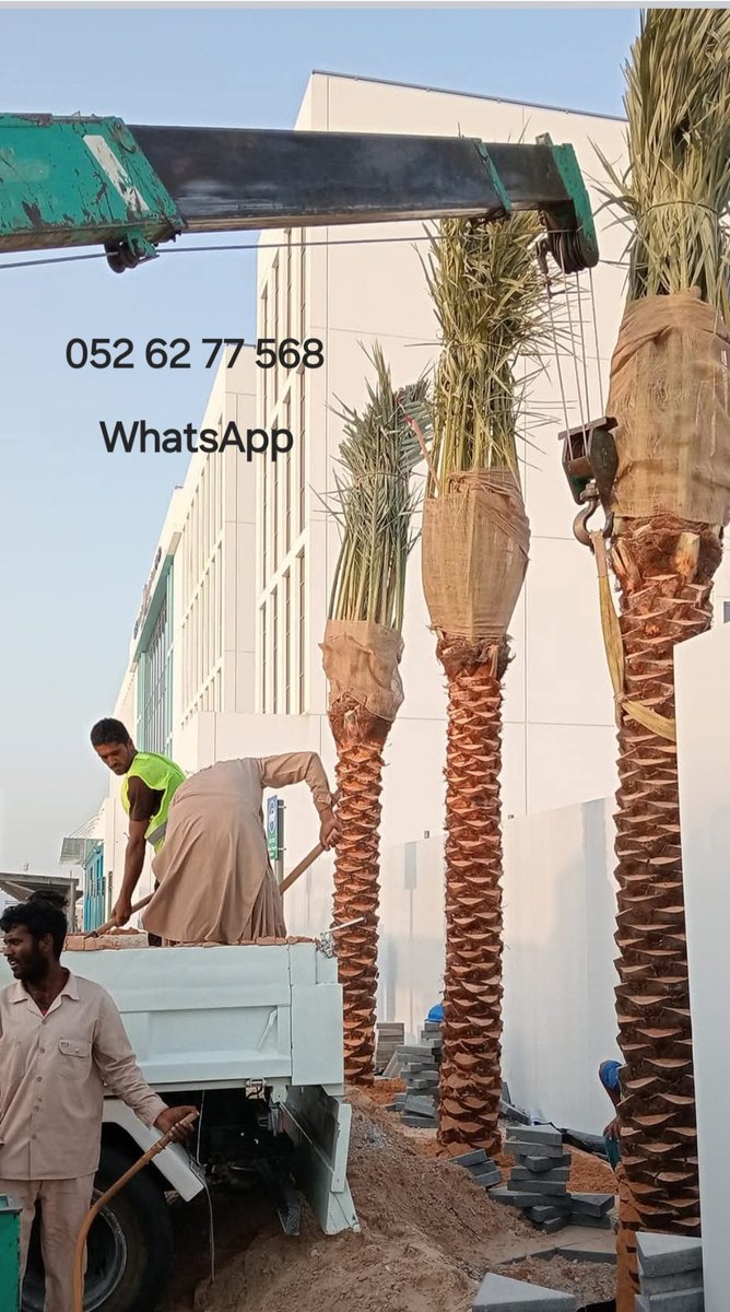 DxbPalmtree's tweet photo. Date palm tree supply &amp; planting in Dubai  #palmtree 052 62 77 568 #dubai #datepalmtree #twitter #palmtreeemirates #tree #4u #uae #Landscaping #gardening #outdoorpalms #insta360 #googlesearch #palmtrimming WhatsApp 052 62 77 568 #trending #viral web -www.palmtreedubai.com https://t.co/ZVRxWqbEtD