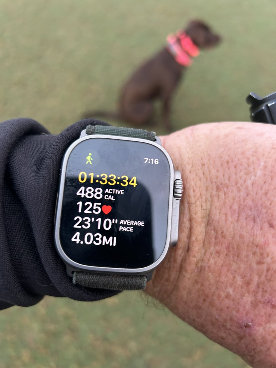 Nice morning walks on the course. Not only am I following doctors orders for more exercise, I see more of the playing surfaces than I do from the seat of the cart. Plus Brandy enjoys the walks and harassing the ducks and rabbits! 😝