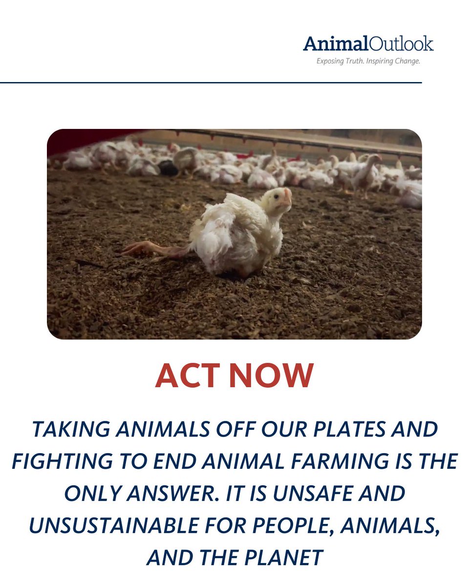 Did you know eating chicken may cause the next pandemic? 📷📷
Bird flu has infected 100M+ animals since 2022, spreading through overcrowded factory farms. When detected, entire flocks—like 1.8M chickens in Colorado—are brutally killed using suffocation, heat, or gas.
The worst