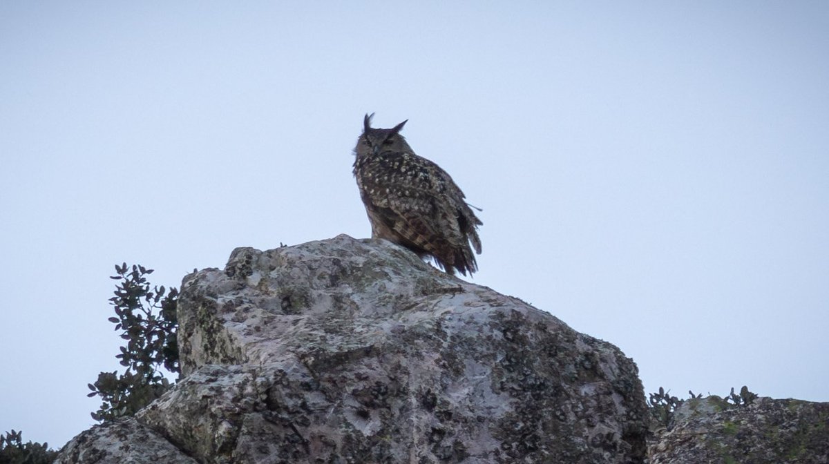 Eurasian eagle-owl, Monfragüe National Park, Extremadura, Spain