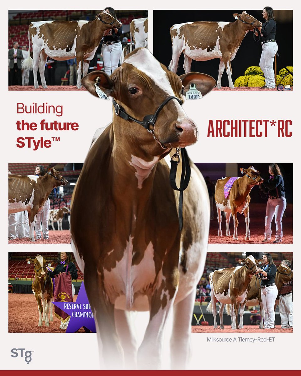 STgenetics's tweet photo. The future of #STgenetics #Red&White Program continues to be STylish! With #STyleGenetics™ sire #ARCHITECT*RC! ARCHITECT*RC is +3.67 GPTAT +3.14 UDC +1.90 FLC. ARCHITECT*RC along with all of STgenetics Red & White Sires and *RC sires are available in #Ultraplus™ https://t.co/0afM9FXJgL