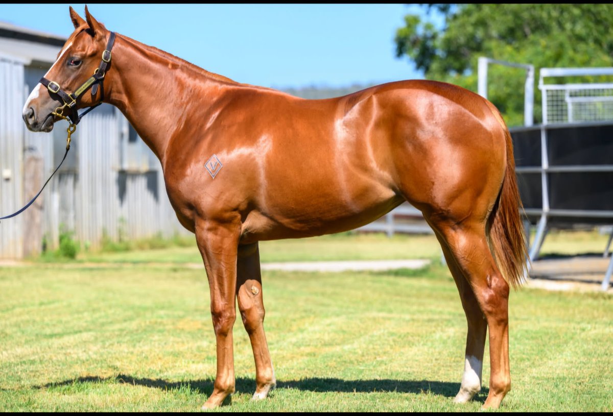 VThoroughbreds's tweet photo. All horses arrived safe and sound. Now let the parades begin @inglis_sales Horses by #Farnan #RussianRevolution #WildRuler &amp; #KingsLegacy Absolutley worth inspecting @noblebend draft https://t.co/z7qMj0U3bA