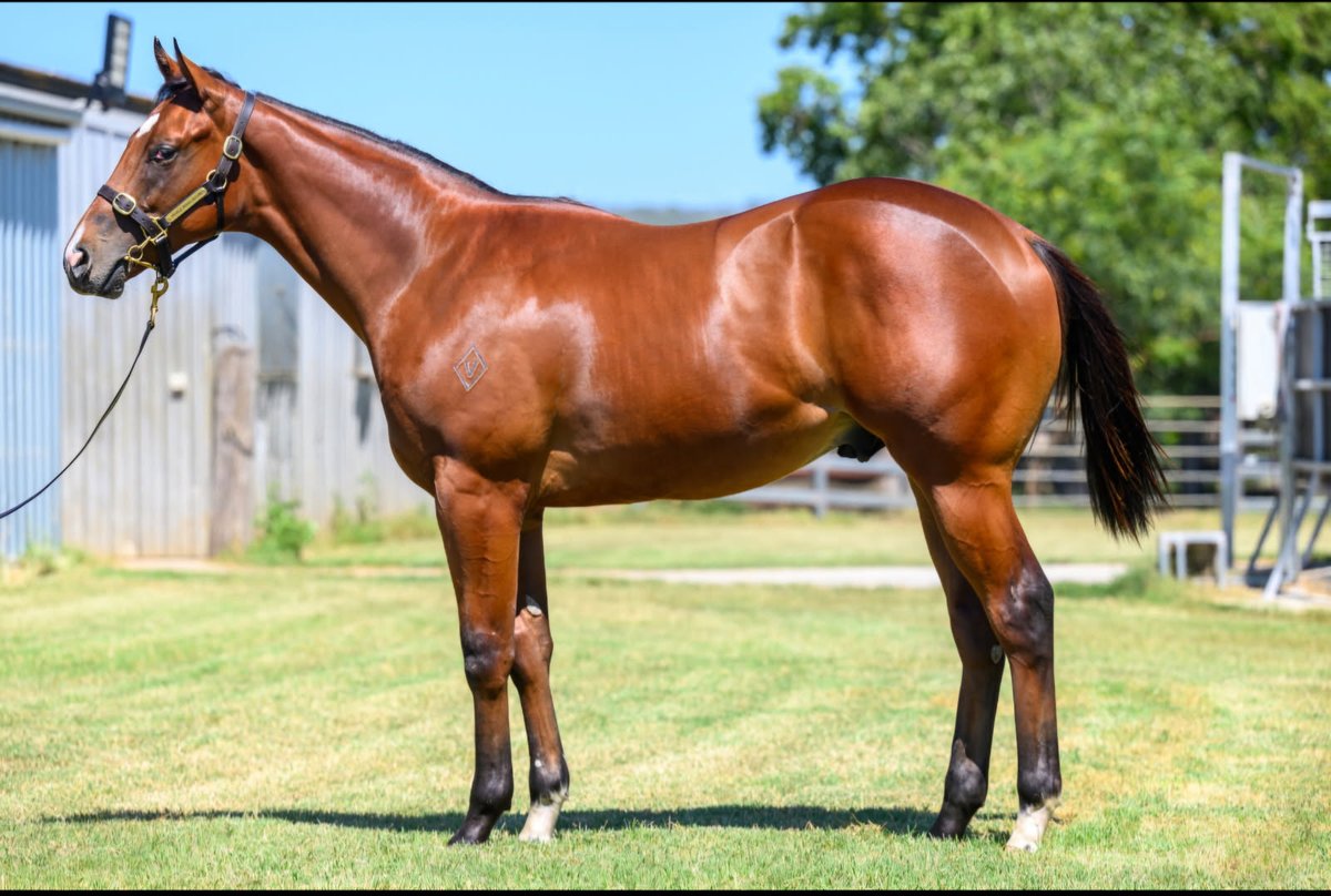 VThoroughbreds's tweet photo. All horses arrived safe and sound. Now let the parades begin @inglis_sales Horses by #Farnan #RussianRevolution #WildRuler &amp; #KingsLegacy Absolutley worth inspecting @noblebend draft https://t.co/z7qMj0U3bA
