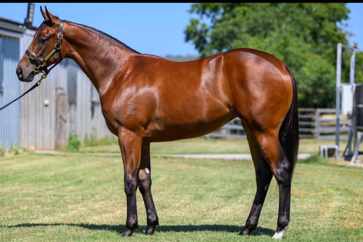 VThoroughbreds's tweet photo. All horses arrived safe and sound. Now let the parades begin @inglis_sales Horses by #Farnan #RussianRevolution #WildRuler &amp; #KingsLegacy Absolutley worth inspecting @noblebend draft https://t.co/z7qMj0U3bA