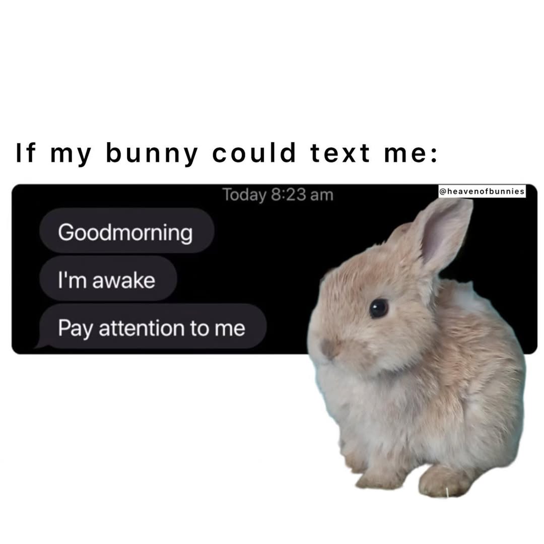 Why bunnies are better than humans (@why_bun) on Twitter photo 