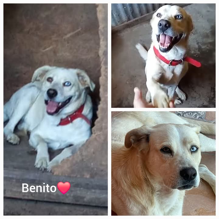 Amigos, Benito desde mañana quedara en la calle salio de su postoperatorio, como no va a existir una familia que lo quiera adoptar y cuidar, quedara a merced de gente que lo quiere sacar de ahi y nadie puede hacer algo, es mas la municipalidad se lavo las manos, ayuden a difundir