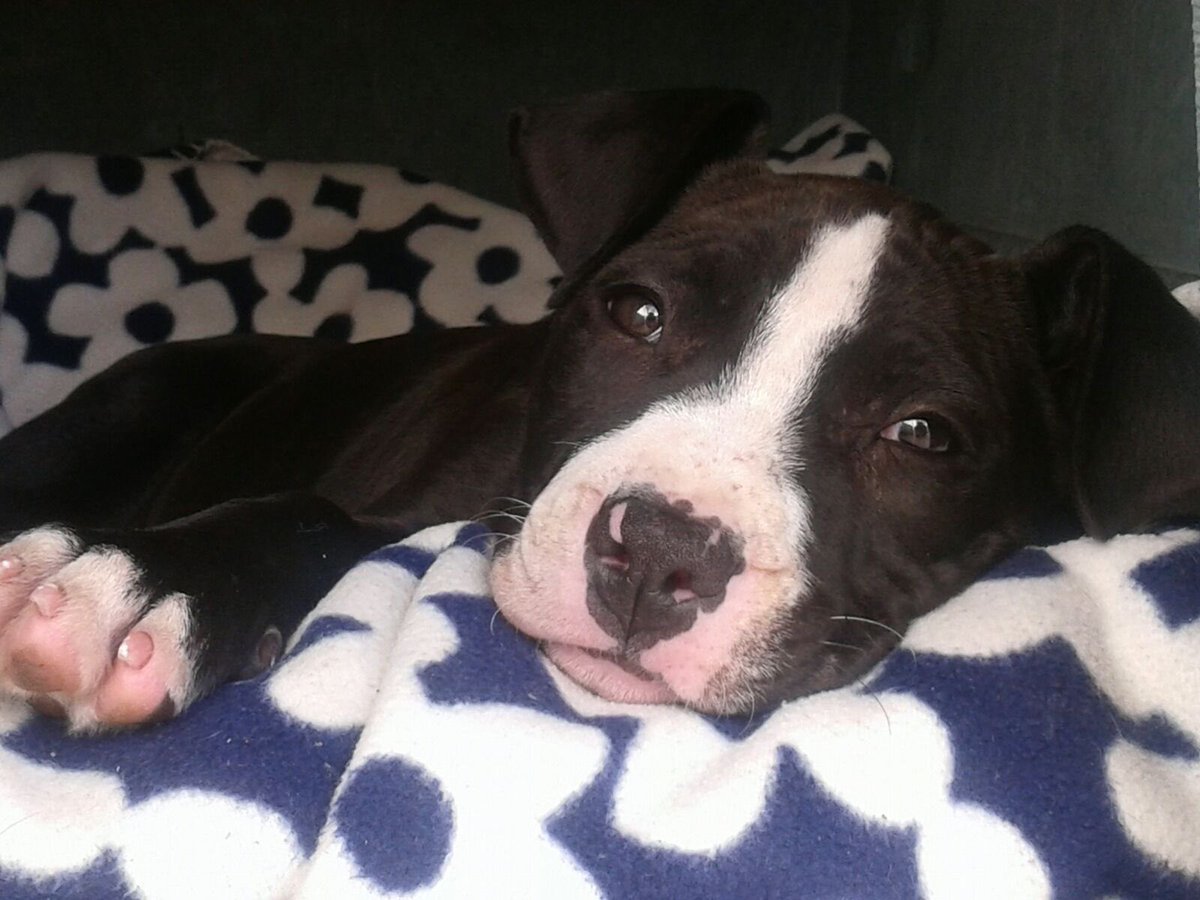 Carlos Leiva tweet media