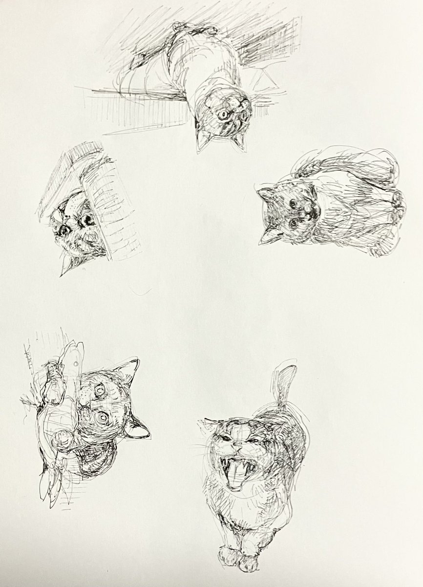 猫絵練習中🐾
#ミリペン　#ボールペン　#クロッキー　#猫絵　#猫好きさんと繋がりたい
