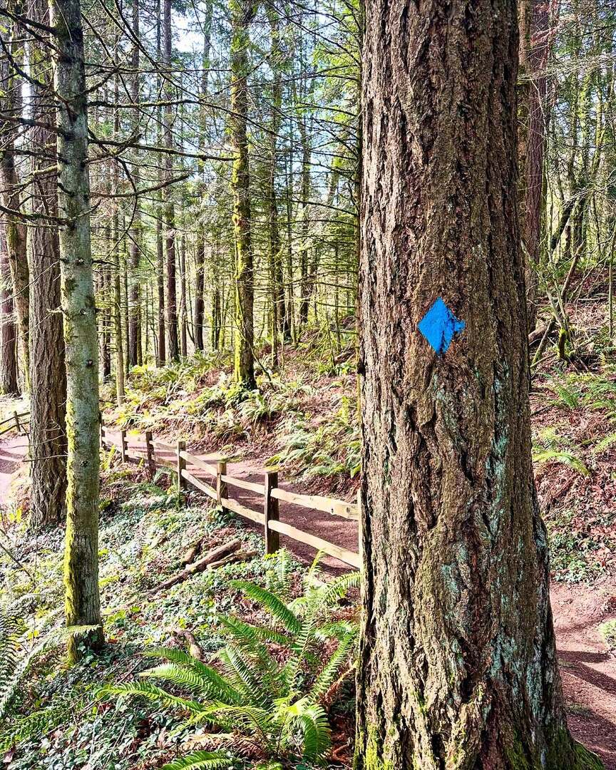 So grateful for the simple pleasures &amp; therapeutic benefits of #trailrunning in #WashingtonPark &amp; #ForestPark - Also, if a dog comes at you snarling, showing teeth you can do the same thing back to them &amp; effectively diffuse the situation! Pretty satisfy… instagr.am/p/DFqrnG3SMin/