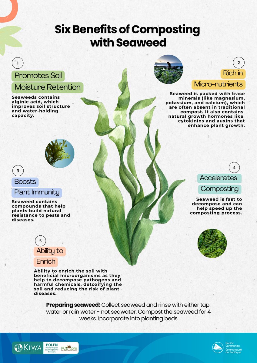 Pacific Community (@spc_cps) on Twitter photo #PacificAgriculture | Boost your compost with seaweed
1️⃣ Retains soil moisture
2️⃣ Rich in nutrients & growth hormones
3️⃣ Strengthens plant immunity
4️⃣ Speeds up composting
5️⃣ Detoxifies soil
Rinse & compost for 4 weeks and enrich your soil
<a href="/PoetCom1/">Pacific Organic & Ethical Trade Community</a> #PacificAgriculture | Boost your compost with seaweed
1️⃣ Retains soil moisture
2️⃣ Rich in nutrients & growth hormones
3️⃣ Strengthens plant immunity
4️⃣ Speeds up composting
5️⃣ Detoxifies soil
Rinse & compost for 4 weeks and enrich your soil
<a href="/PoetCom1/">Pacific Organic & Ethical Trade Community</a>