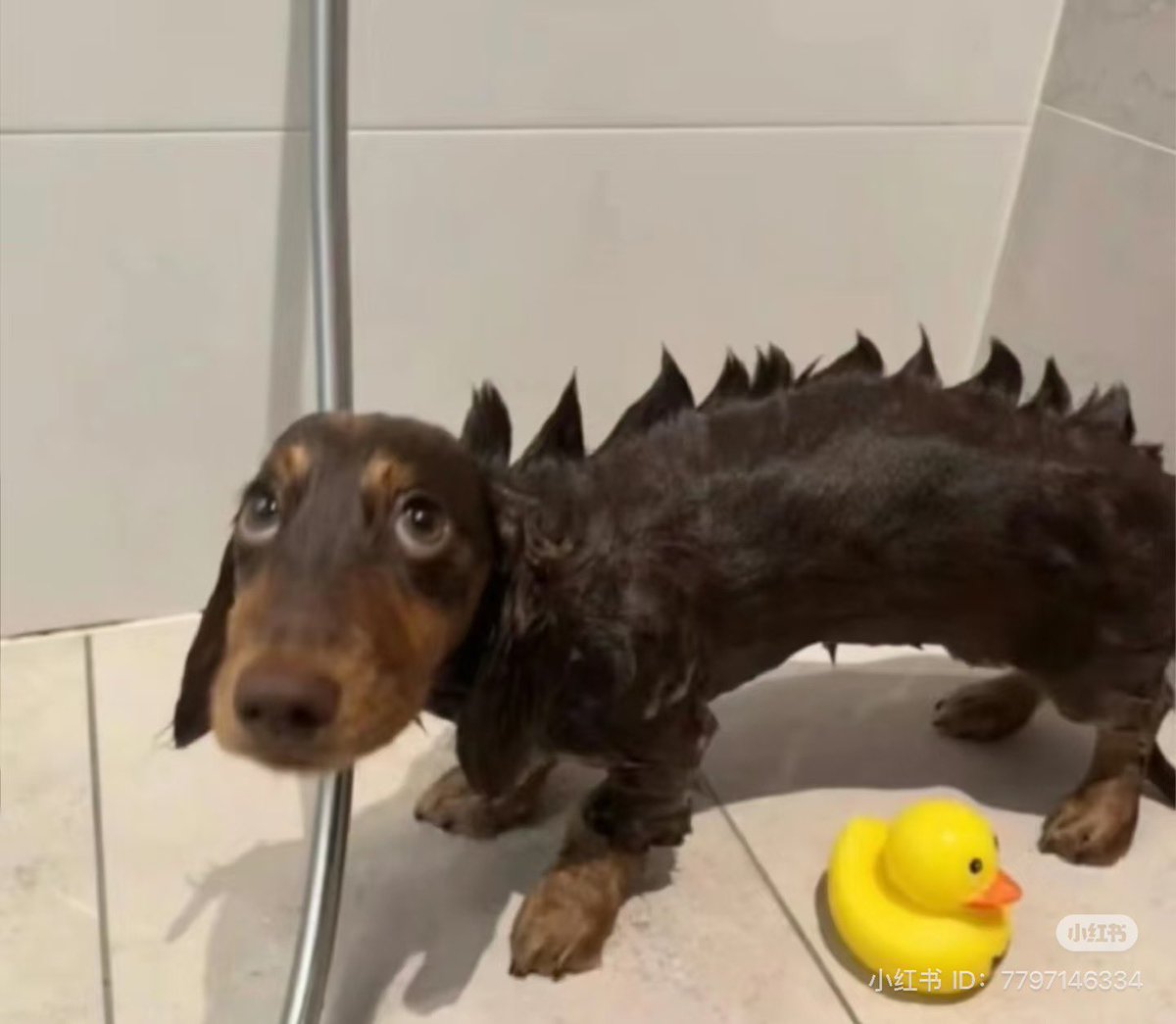 💖 (@twaniimals) on Twitter photo 