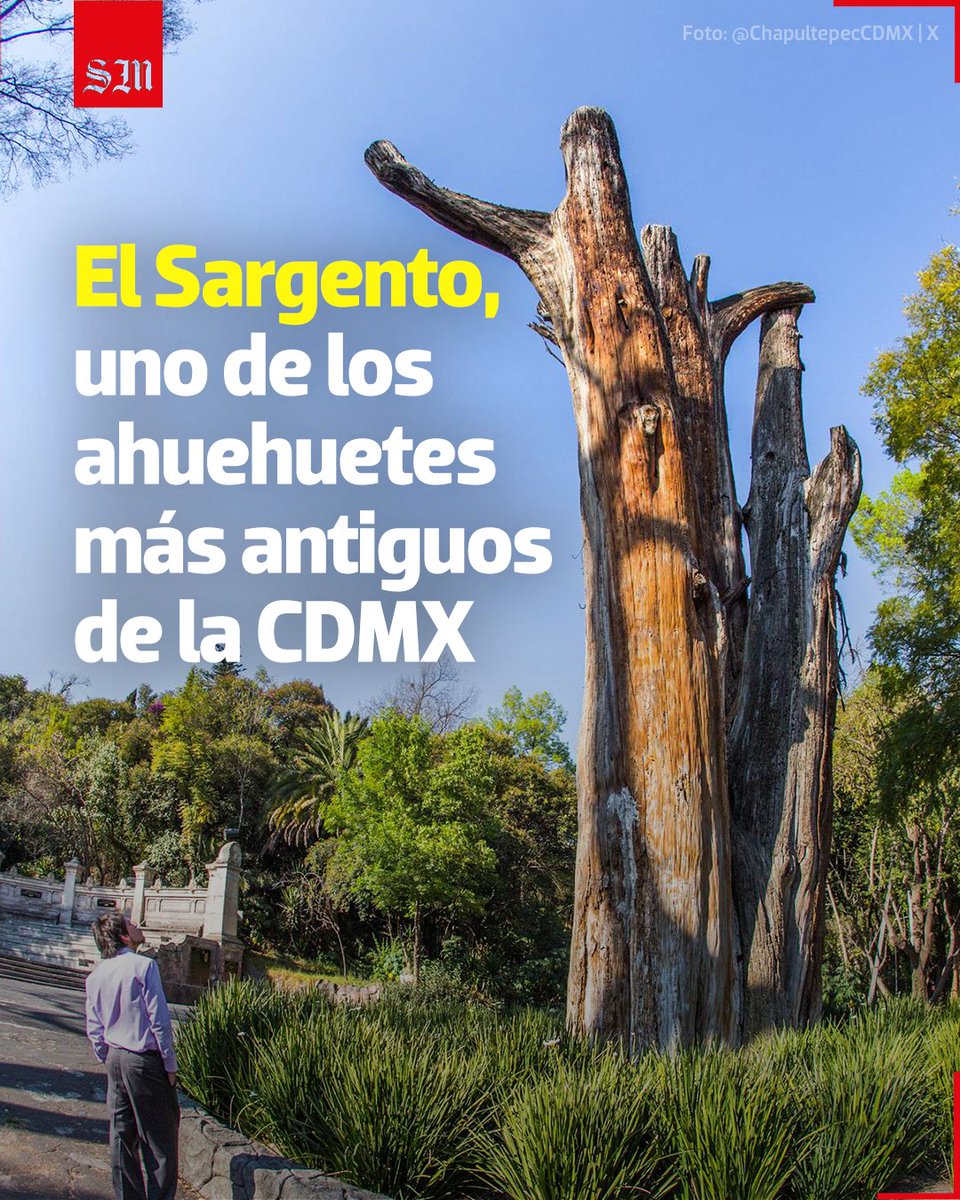 elsolde_mexico's tweet photo. 🌳 En el Bosque de #Chapultepec habita uno de los #ahuehuetes más antiguos e históricos de la capital y del país, se trata de “El Sargento” un #árbol gigantesco que habría sido plantado por el mismísimo #Nezahualcóyotl.
https://t.co/FiNSjNRrUh
📸 @ChapultepecCDMX | X https://t.co/gfcIoOrHWh