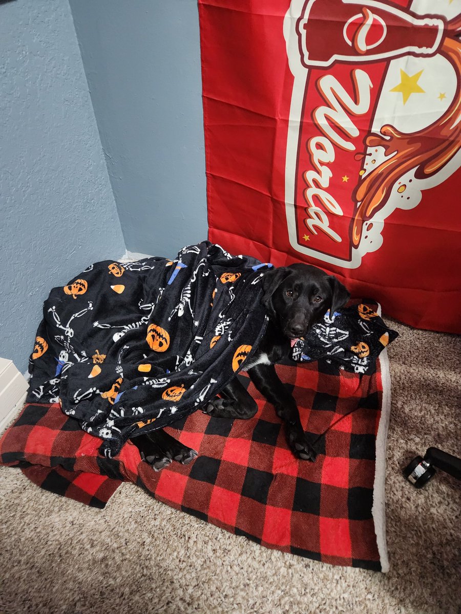 maxx__creates's tweet image. Creature comforts 🐕❤️

#pupper #dog #dogsoftwitter