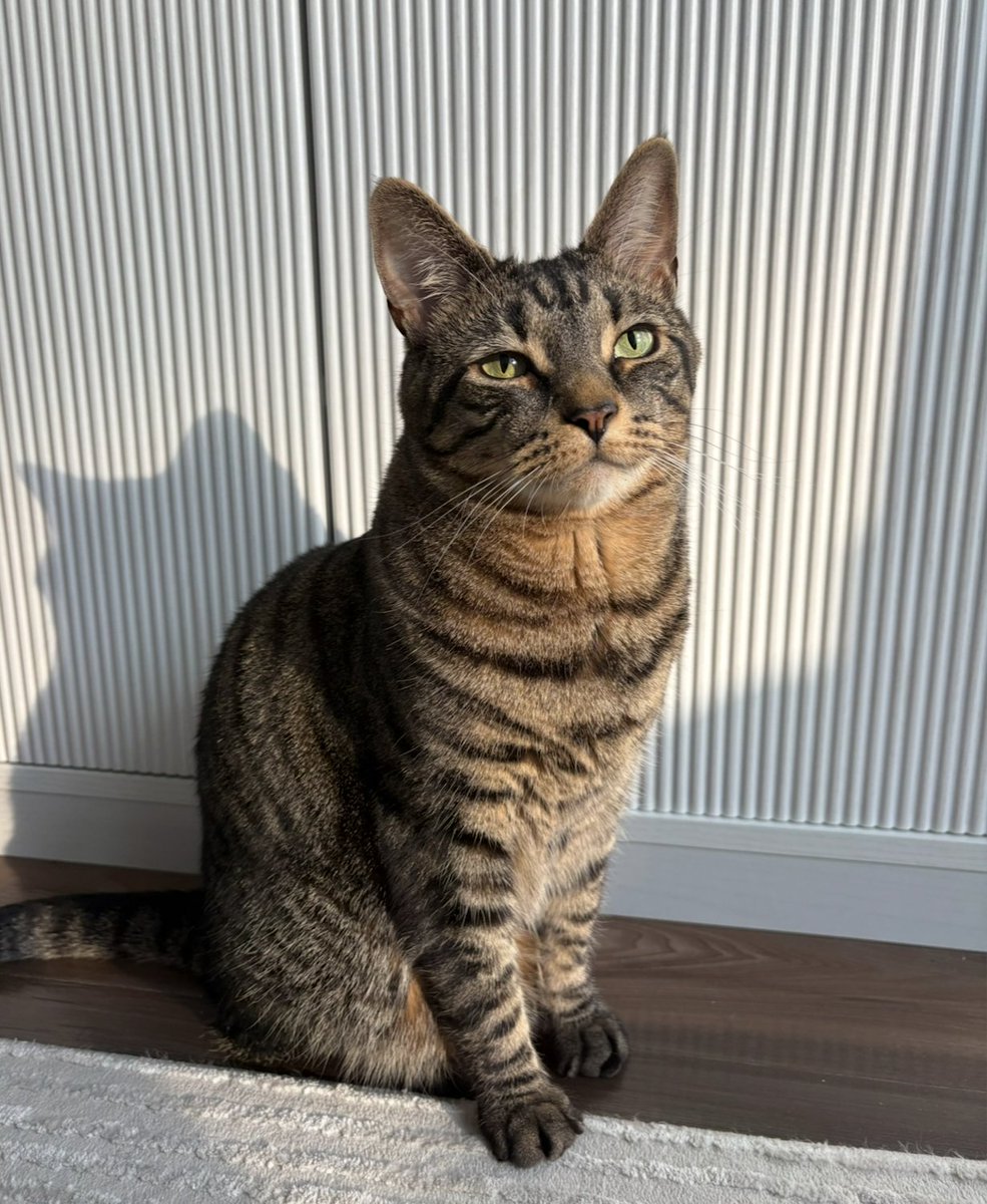 Up next on #PetsofSRG is Dante, Associate Jill Dickerson’s cat! Dante is 3 years old and his favorite hobbies include watching the birds on his balcony, playing with ice cubes, “cleaning up” coffee (he hates the smell), and snuggling with his family.