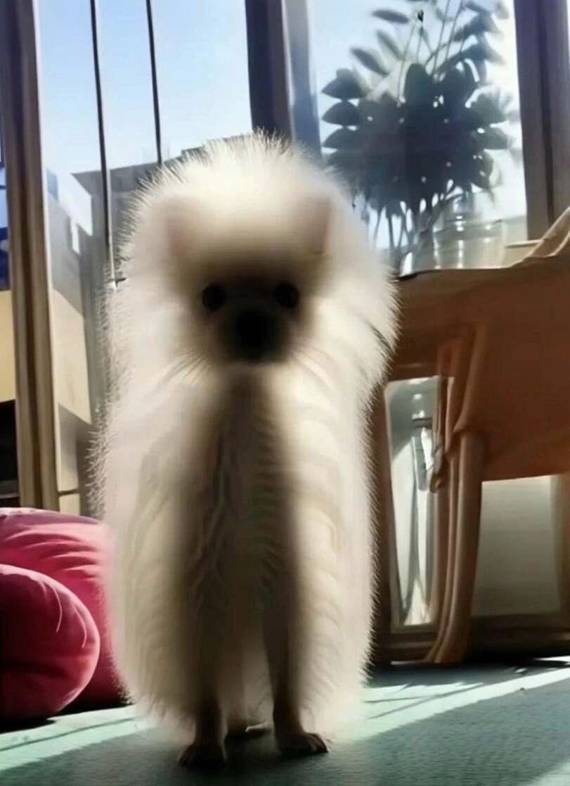 💖 (@twaniimals) on Twitter photo 