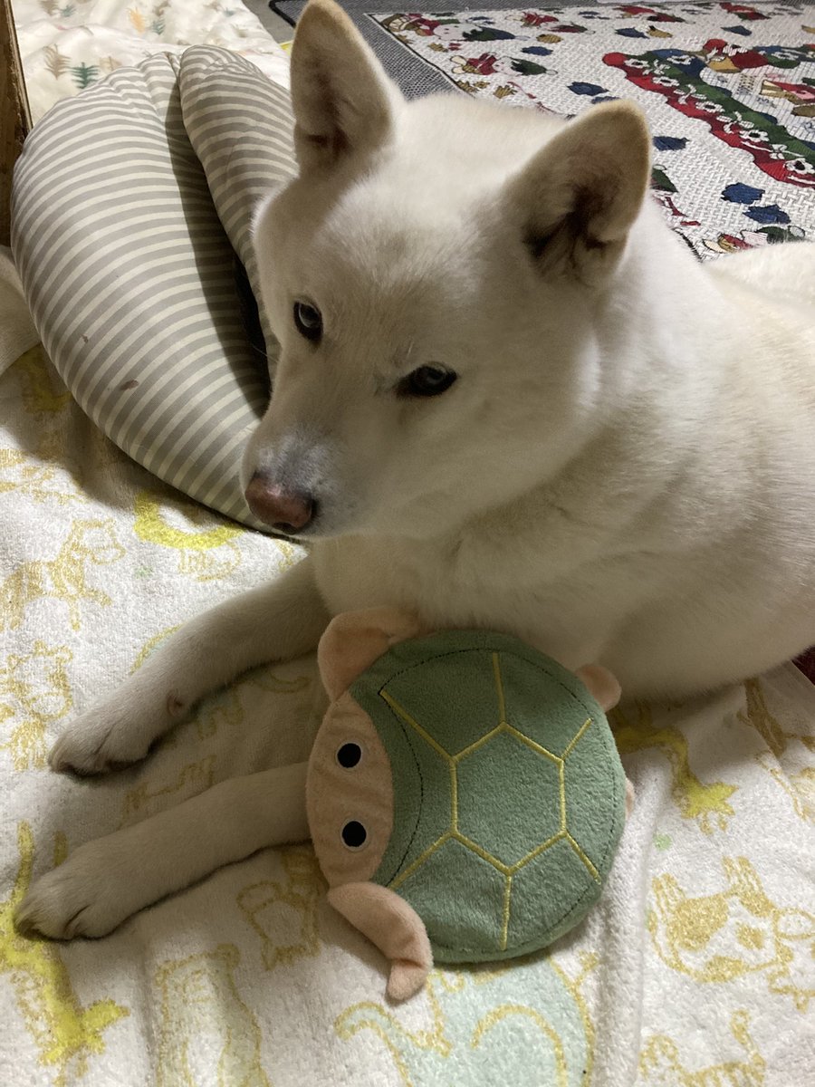 おはようございます、今日も無事に散歩出来ました。ゆうたろうの玩具で多分唯一買い替えてないお気に入りのフリスビーの形した亀のおもちゃです(´∀｀)