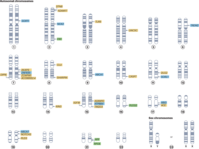 New online! The impact of rare genetic variants on Alzheimer disease bit.ly/4hpdUqS