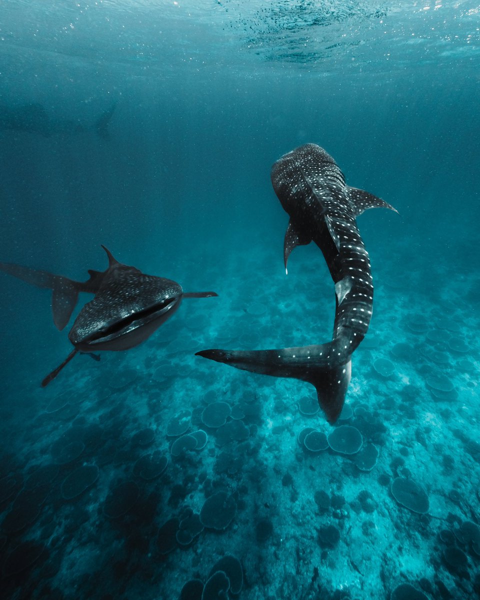 Timmboslice_'s tweet photo. Art on Bitcoin 🐋🌊🖤 https://t.co/1sYrnQpqk1