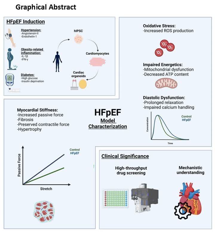 Circ: Heart Failure (@circhf) on Twitter photo Modeling Heart Failure with Preserved Ejection Fraction Using Human Induced Pluripotent Stem CellโDerived Cardiac Organoids @MDCASPI <a href="/IdanRHaim/">Idan Refael Haim</a> <a href="/gruberamit/">gruberamit</a> <a href="/TechnionLive/">Technion Israel</a> <a href="/rambam_hospital/">ืจืื''ื ืืงืจืื ืืจืคืืืืช ืืืจืืืืช ืืืื</a> #AHAJournals ahajrnls.org/4gmkxZO Modeling Heart Failure with Preserved Ejection Fraction Using Human Induced Pluripotent Stem CellโDerived Cardiac Organoids @MDCASPI <a href="/IdanRHaim/">Idan Refael Haim</a> <a href="/gruberamit/">gruberamit</a> <a href="/TechnionLive/">Technion Israel</a> <a href="/rambam_hospital/">ืจืื''ื ืืงืจืื ืืจืคืืืืช ืืืจืืืืช ืืืื</a> #AHAJournals ahajrnls.org/4gmkxZO