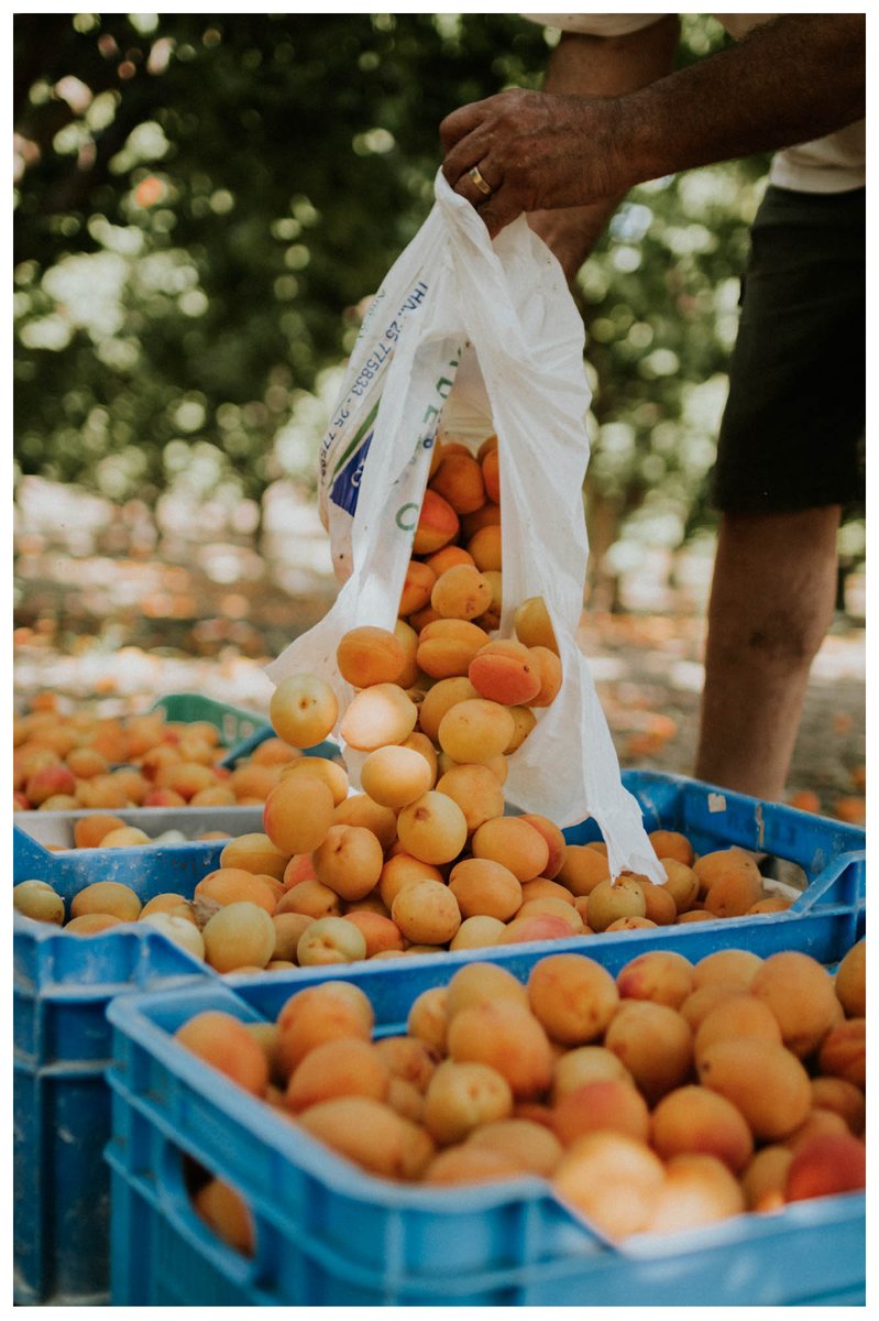**Save the date**

Our annual Apricot dance will take place on the 29th June at The Penridge Suite (470 Bowes Rd, Arnos Grove, N11 1NL).

Entertainment will be provided by the well-known music band Midas Touch (midastouchgreekband.co.uk).

Further details will be announced soon.