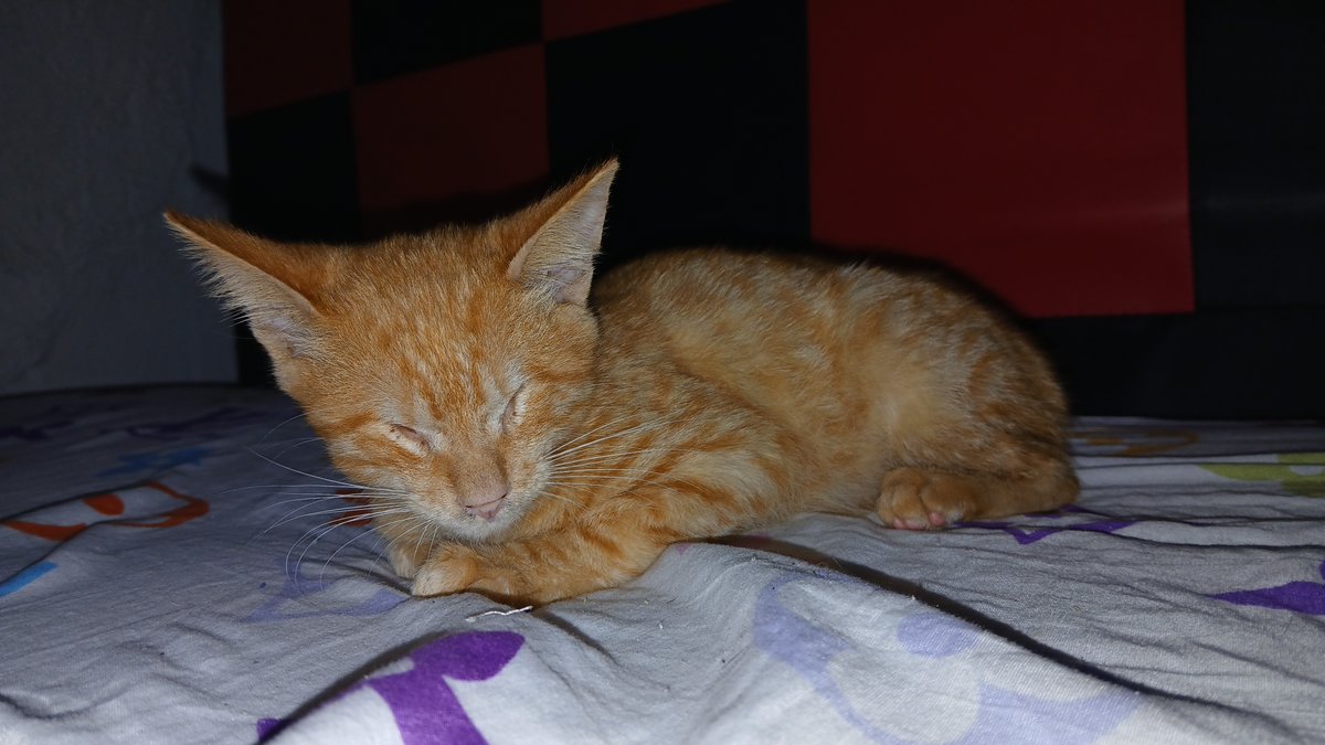Esta gatita llegó a la puerta de mi casa y me percate de que no tenía ojitos más sin embargo, no está desorientada ya que no se tropieza. Tiene 3 meses es cariñosa, ayudemosla a tener un hogar
Caracas 04241780963 
04242869284 solo Whatsapp ya que no tengo casi cobertura 
GRACIAS