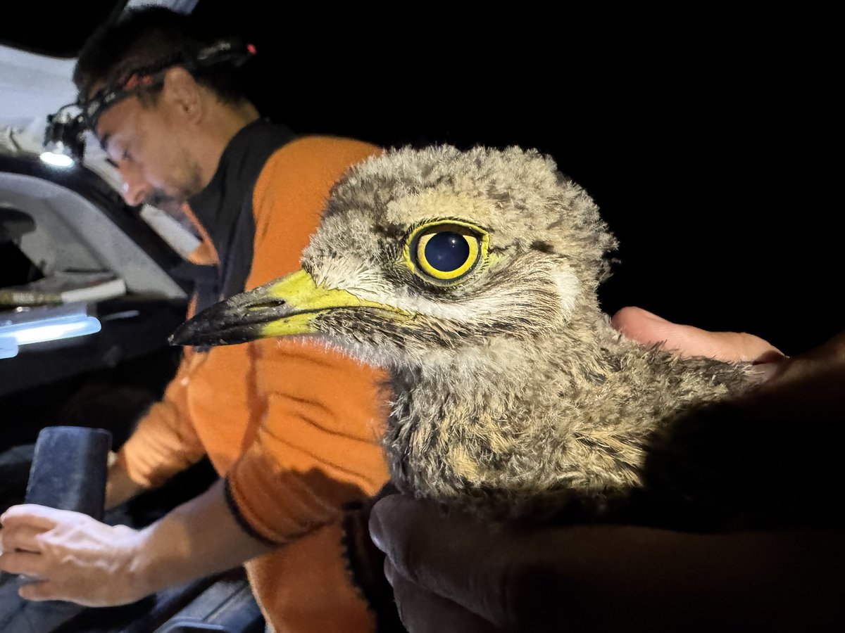 Aurora #LicencedBirdRinger tweet media