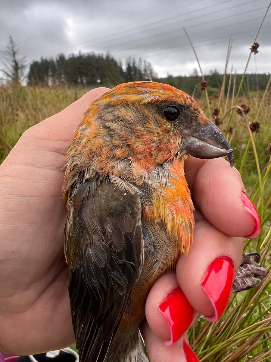 Aurora #LicencedBirdRinger tweet media