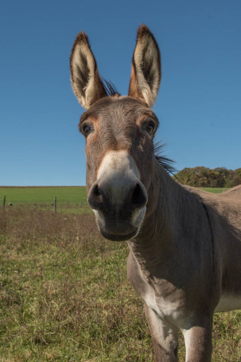 Donkey on sol tweet media