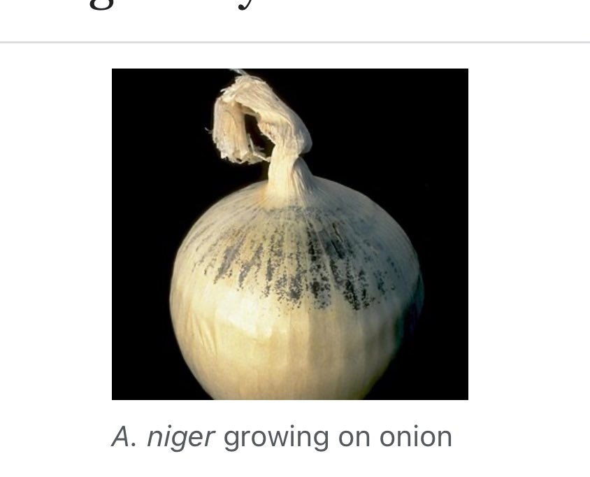 <a href="/davethepants/">davethepants 🇺🇦🇮🇱🇺🇸🇩🇪🇹🇼🇮🇷🇯🇵</a> <a href="/kitten_beloved/">Kitten 🐈</a> I am very very sorry but it is also usually shortened: