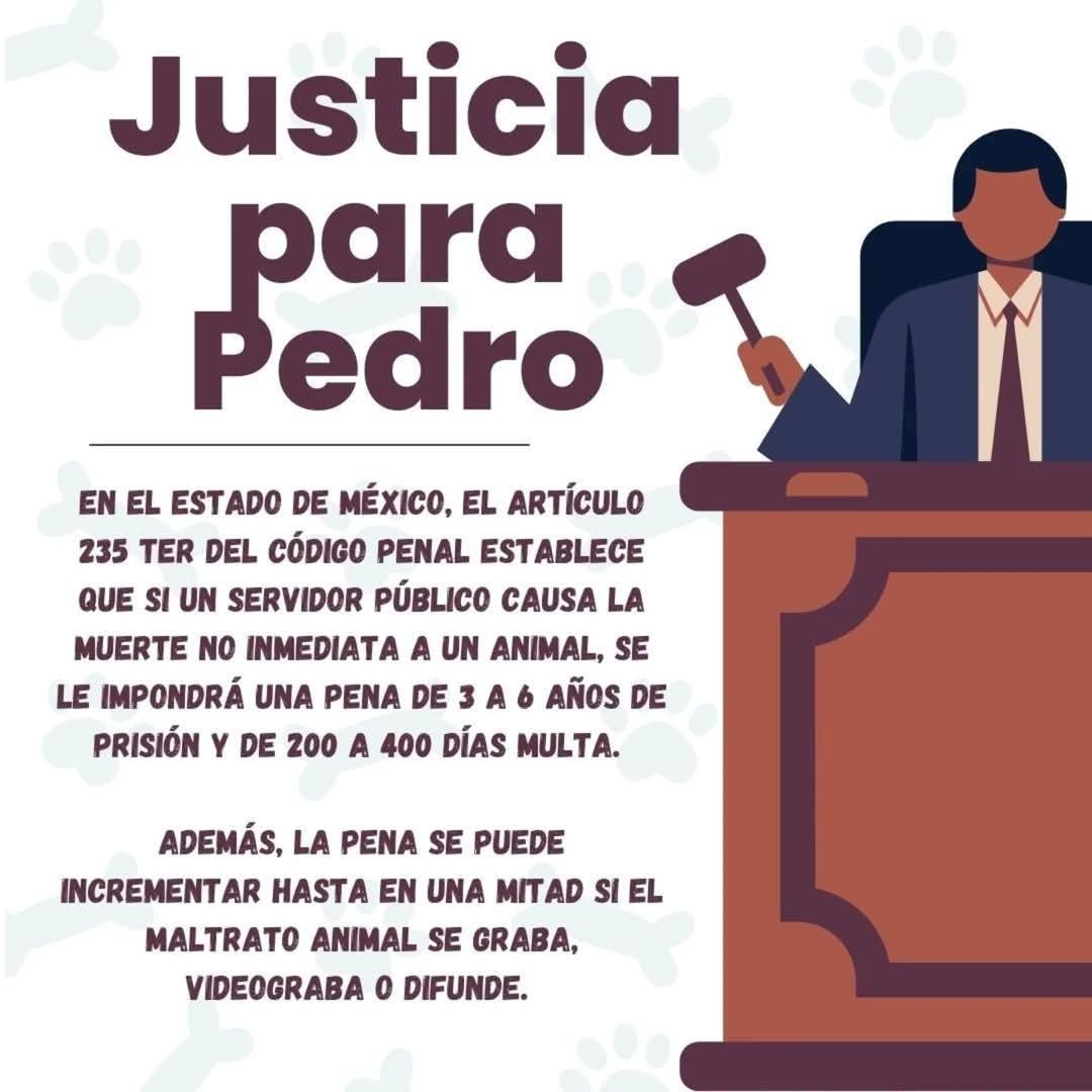 lavoladoraradio's tweet photo. El 24 de enero, la presidenta del DIF municipal de #Amecameca, Laura Sánchez Vázquez, atropelló a un can en situación de calle, al cual no auxilió.
Tras la publicación del video, ciudadanos exigen su destitución y la intervención de @delfinagomeza y la @propaem_sma https://t.co/3jp0eAzcuc