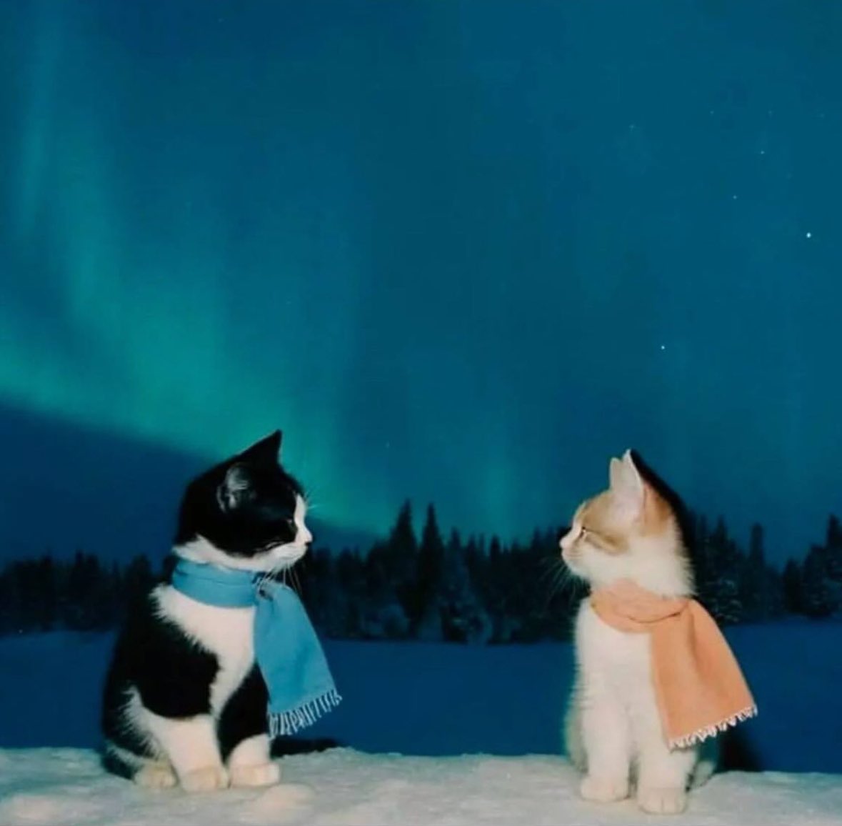 PunchingCat's tweet photo. i meow you <3 https://t.co/387KZGGWi2
