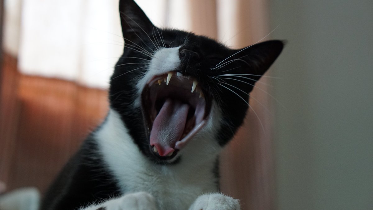 kaan sezyum tweet media