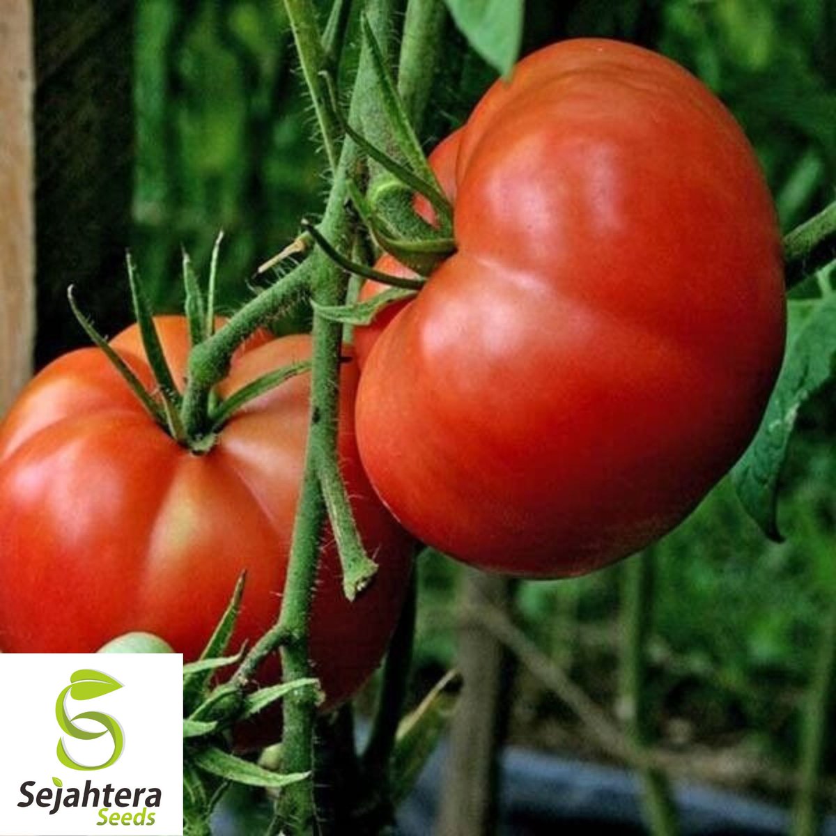 sejahteraseeds's tweet photo. Burpee’s Big Boy Tomato – Big Flavor, Big Harvest! 🍅✨
🌿 30+ Organic, Non-GMO Hybrid Seeds
🍅 Large, meaty, and delicious tomatoes
⚡ High-yielding & disease-resistant
🥗 Great for slicing, sauces
https://t.co/VKW1x99ciW
#TomatoLover #GrowFresh #OrganicSeeds #HealthyLiving https://t.co/1uYxvEZJsl