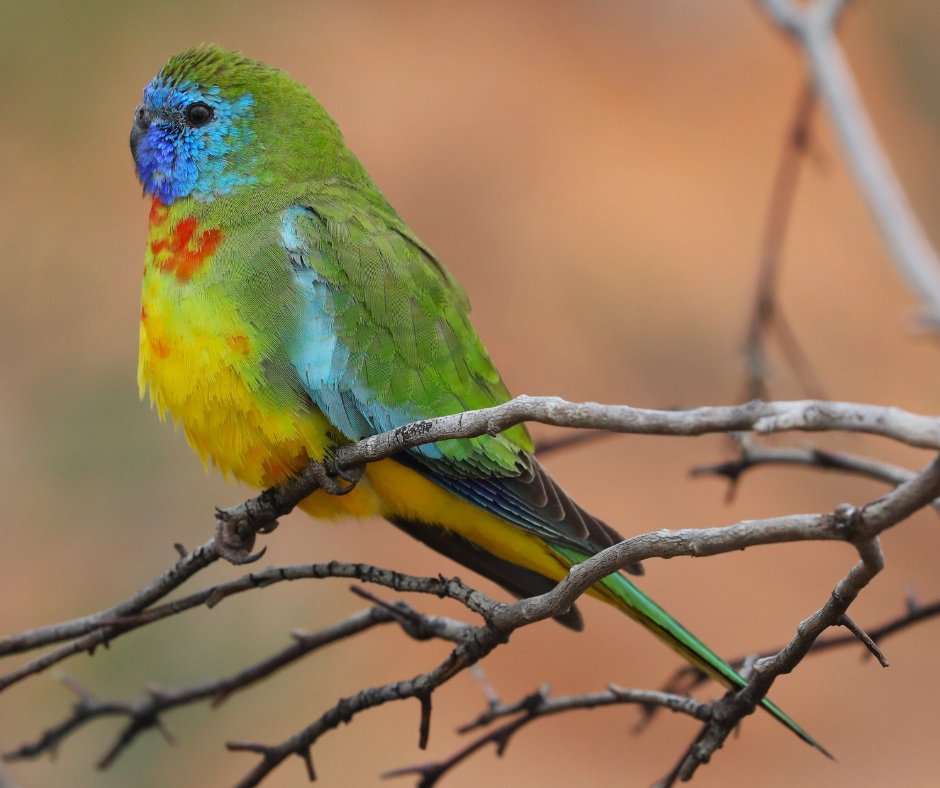 Australian Wildlife Conservancy tweet media