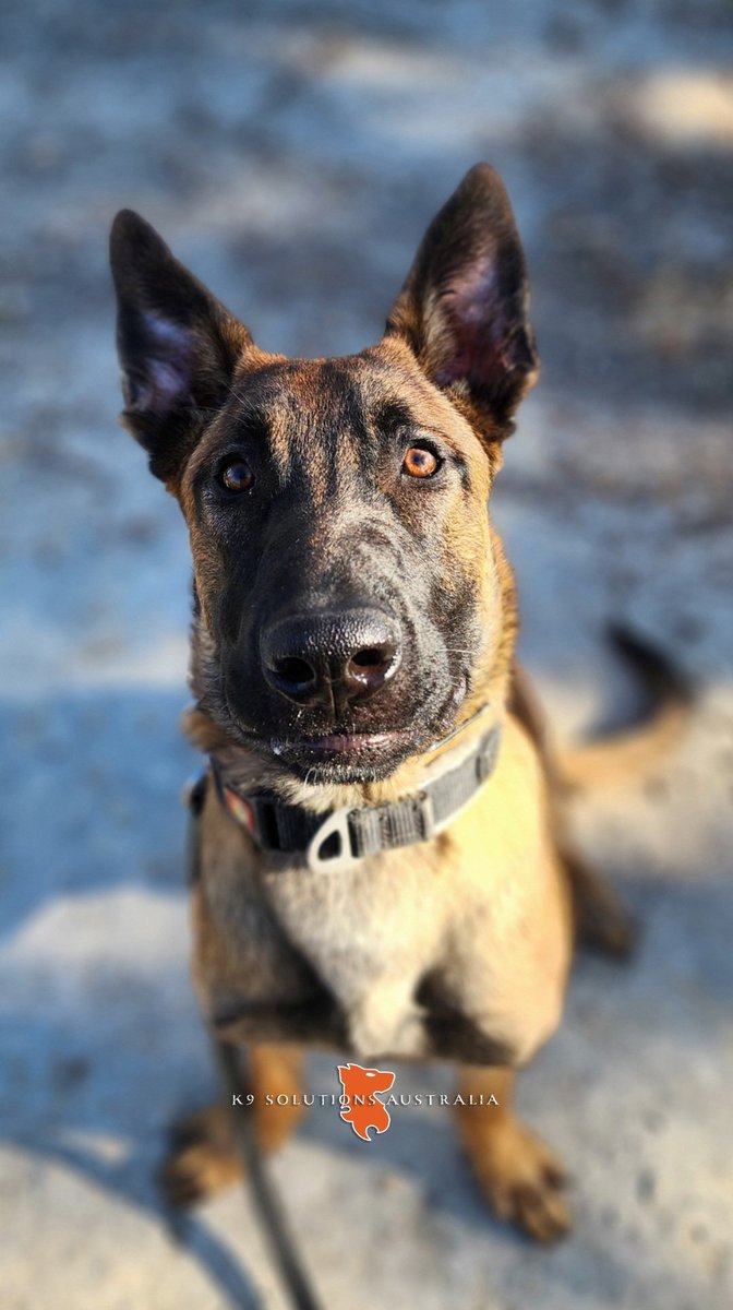 Getting hypnotised by K9SA DALLAS 

#MWD #malinois #CAD #workingdogs #K9SolutionsAustralia🇦🇺