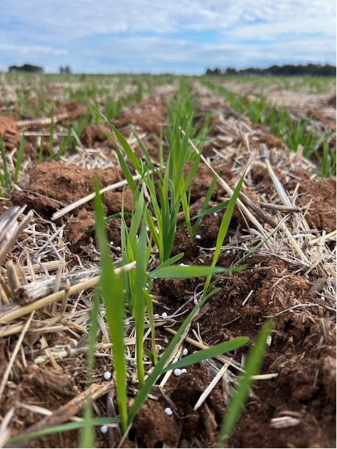 Rohan Brill tweet media