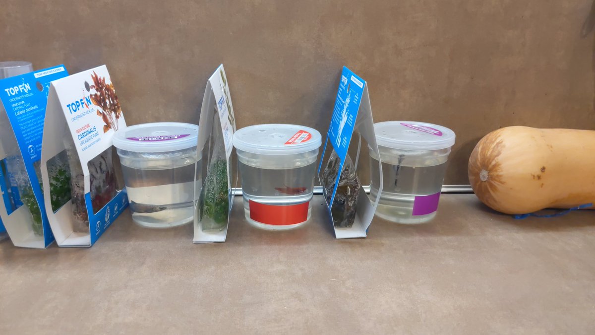 BUY ONE OF MY FURSUIT HEAD BASES SO I CAN FUND MY RIDICULOUS BETTA HOBBY!!!
((I BOUGHT A VERY SAD LOOKING BETTA A MONTH AGO AND NOW I AM OBSESSED AND CAME HOME TODAY WITH THREE MORE SAD LOOKING BETTAS, HELP A BRO OUT))
❤️🐠❤️🐠❤️🐠❤️🐠❤️

ko-fi.com/s/c39f09e168