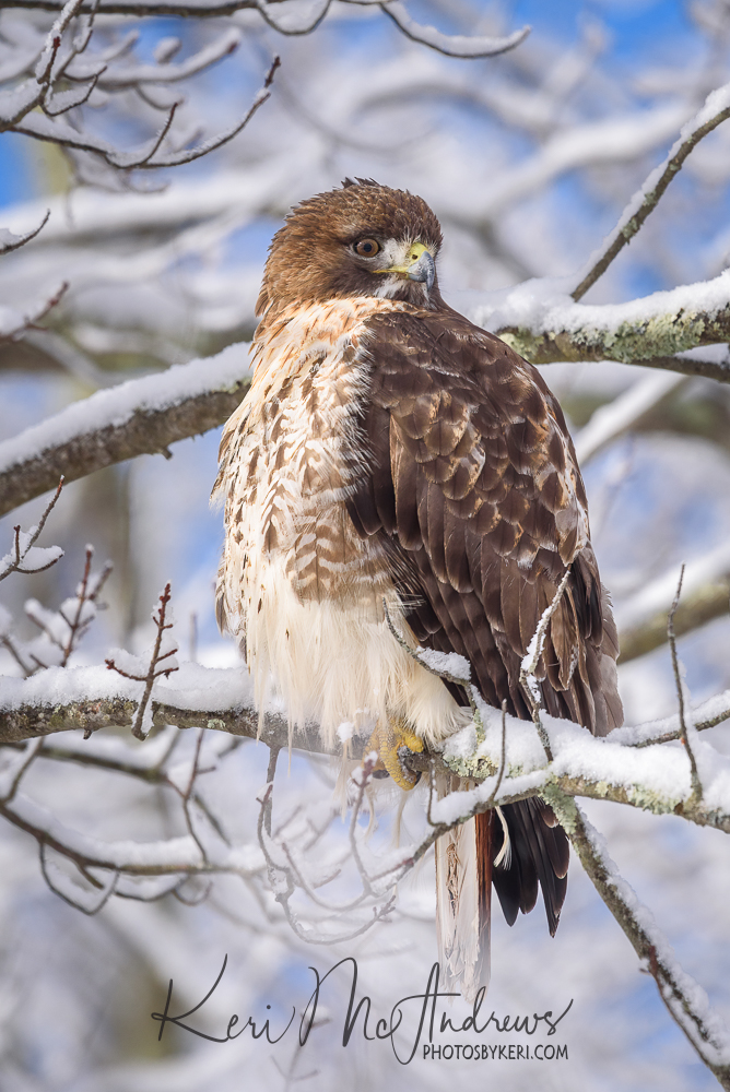 PhotosByKeri's tweet photo. The Lookout 2/1/25
#2025Project52 #Week05
I spotted this hawk as he flew to a nearby branch. Luckily, the sun was only just starting to come out lending to beautiful light surrounding the snow covered branches and this raptor. #nhwx #winter #hawk
https://t.co/eSDZr3rCpw https://t.co/3oASzHLaoW