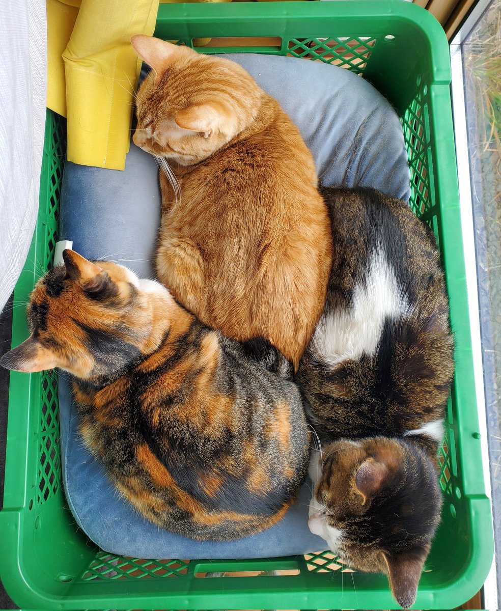 SnowMan39ma's tweet photo. おしくらまんじゅう楽しいね😺

ひなたぼっこしながらお昼寝💤

#猫のいる暮らし𓏲𓎨 https://t.co/6Q3H2Py3Sr