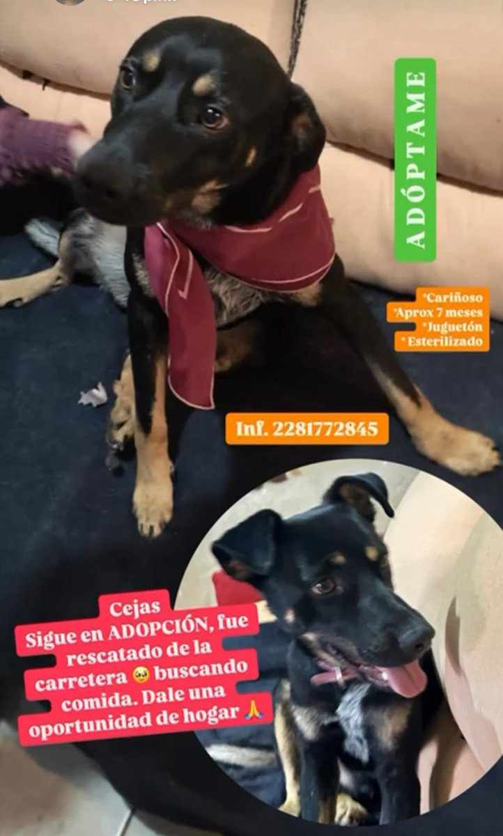 #Ayúdalo #Adopta Cejas perrito rescatado de la carretera 🥹 buscaba sobrevivir, fue rescatado y ahora busca HOGAR responsable y amoroso. Esterilizado, aprox 7 meses, súper cariñoso y juguetón. Inf 2281772845