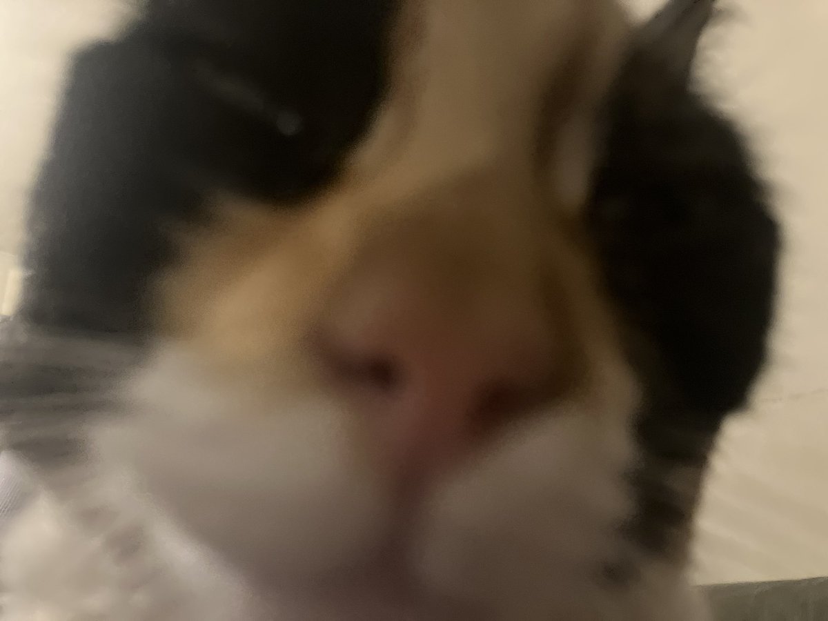 furbagfurry tweet media